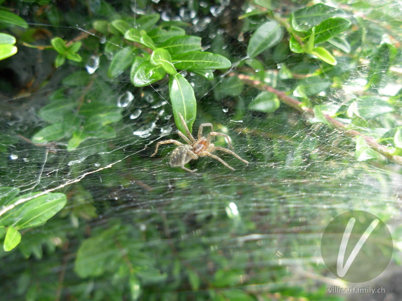 Labyrinthspinne: 