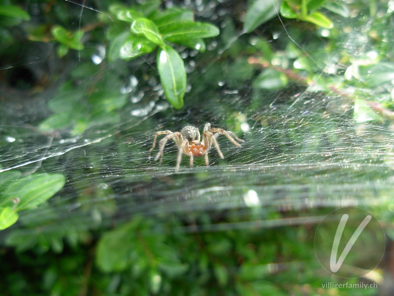Labyrinthspinne: 