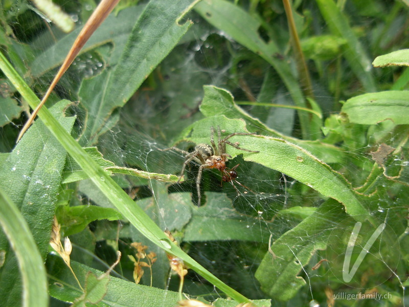 Labyrinthspinne: 