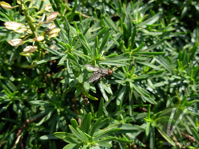 Graue Fleischfliege: 