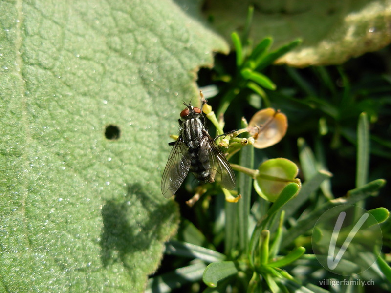 Graue Fleischfliege: 