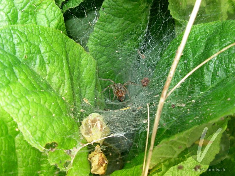 Labyrinthspinne: 