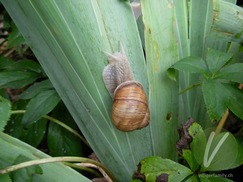 Weinbergschnecke: 