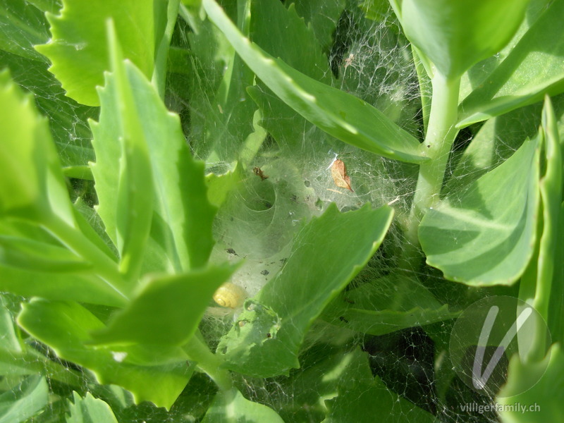 Labyrinthspinne: 