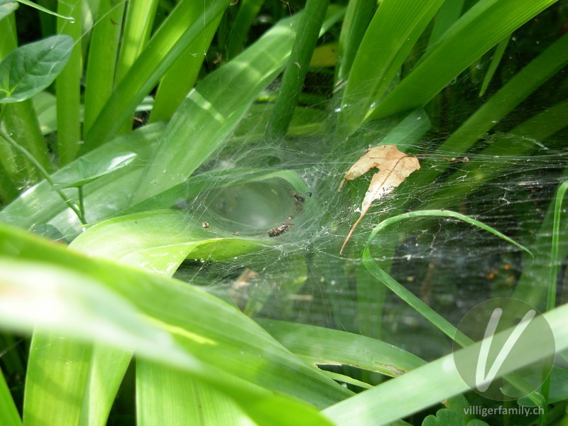 Labyrinthspinne: 