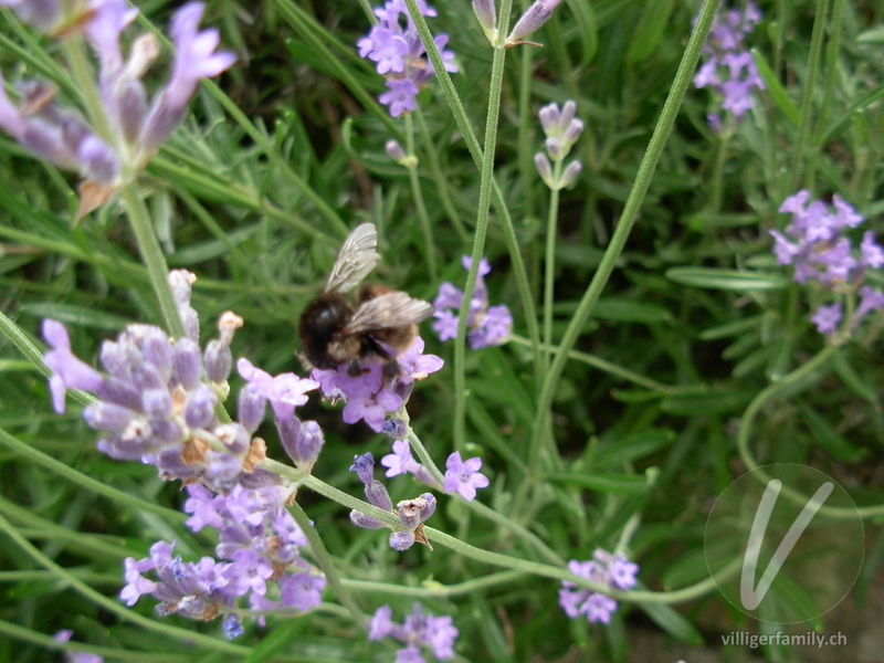 Totholz-Blattschneiderbiene: 