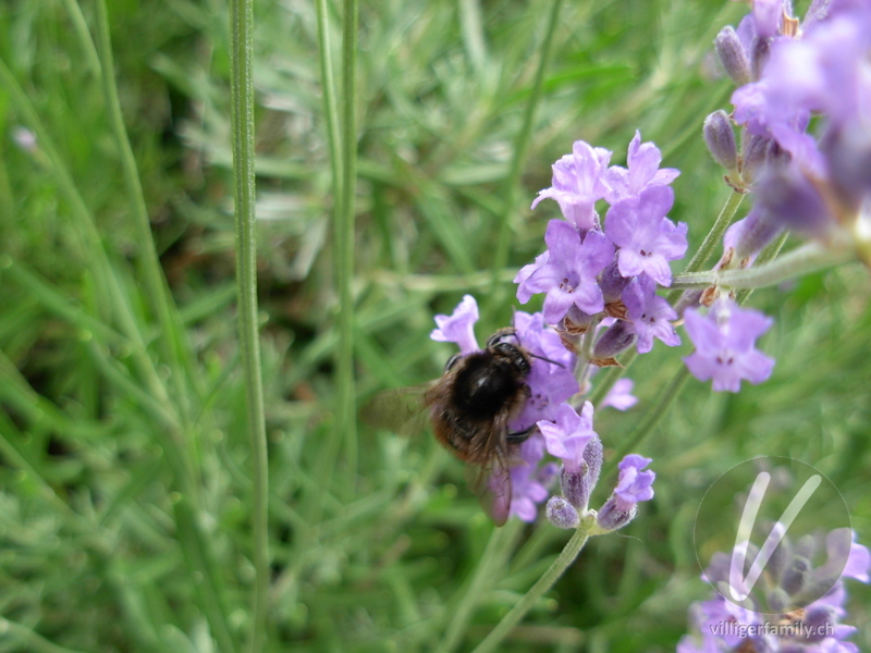 Totholz-Blattschneiderbiene: 