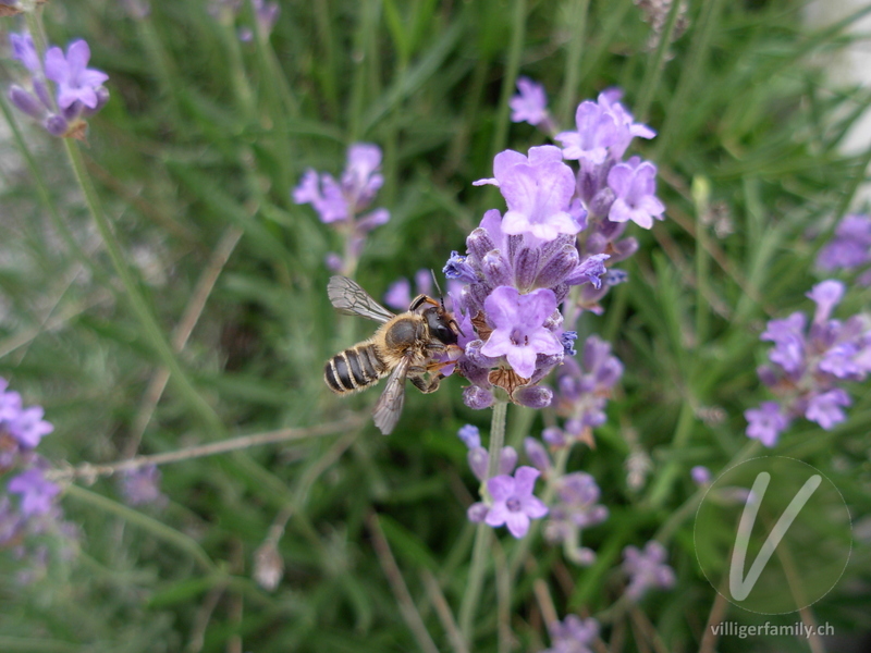 Heide-Blattschneiderbiene: 