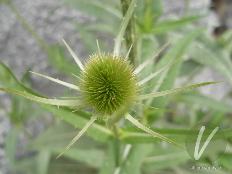 Wilde Karde: Blüten