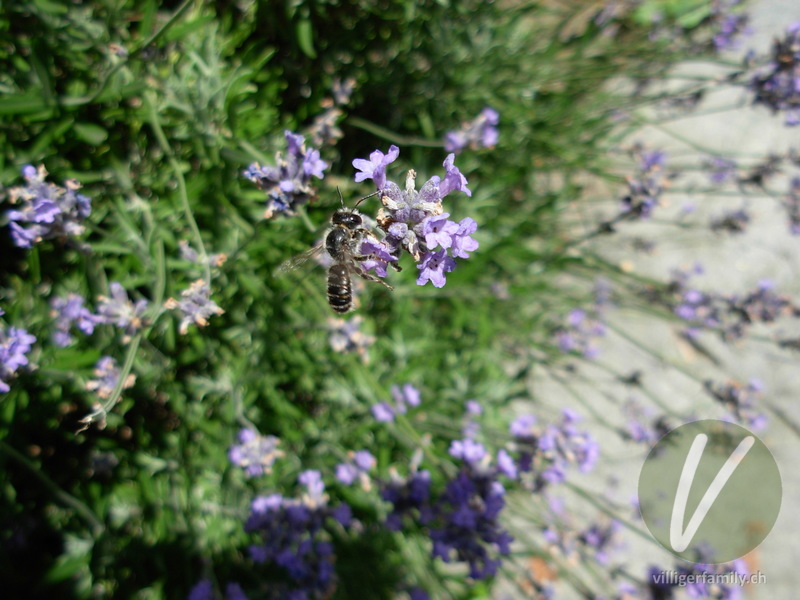 Heide-Blattschneiderbiene: 