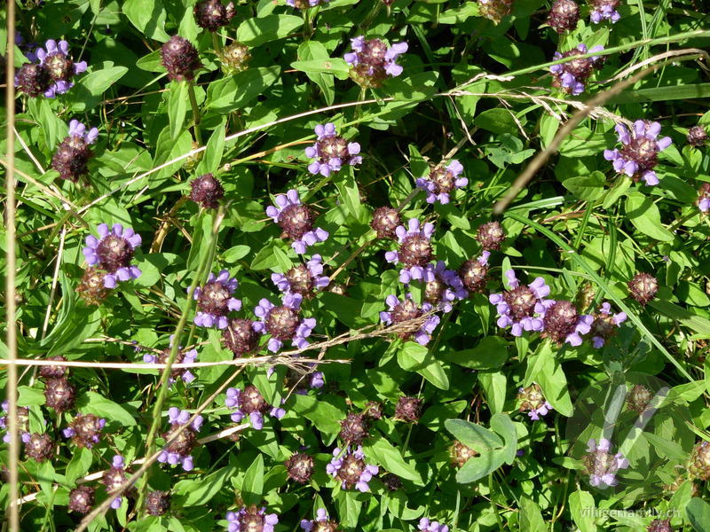 Kleine Brunelle: Blüten, Gesamtbild