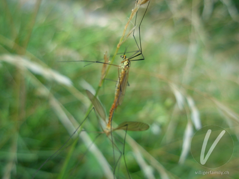 Krähenschnake (Nephrotoma flavescens): 