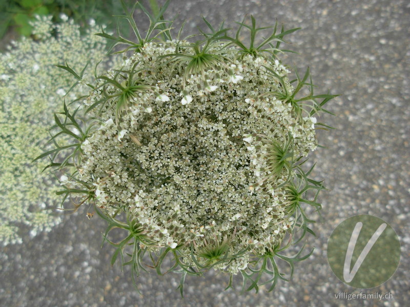 Wilde Möhre: Blüten