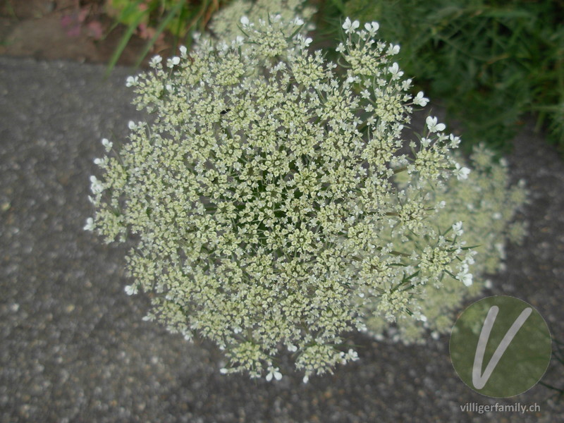 Wilde Möhre: Blüten
