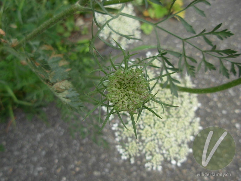 Wilde Möhre: Blüten