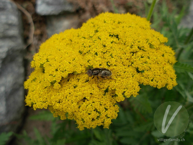 Glänzende Faulschlammschwebfliege: 