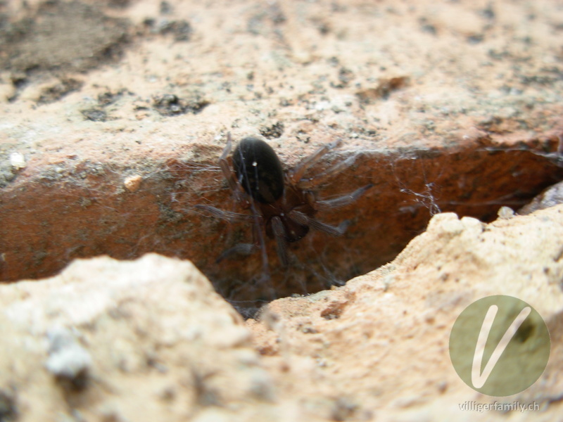 Kellerspinne: 