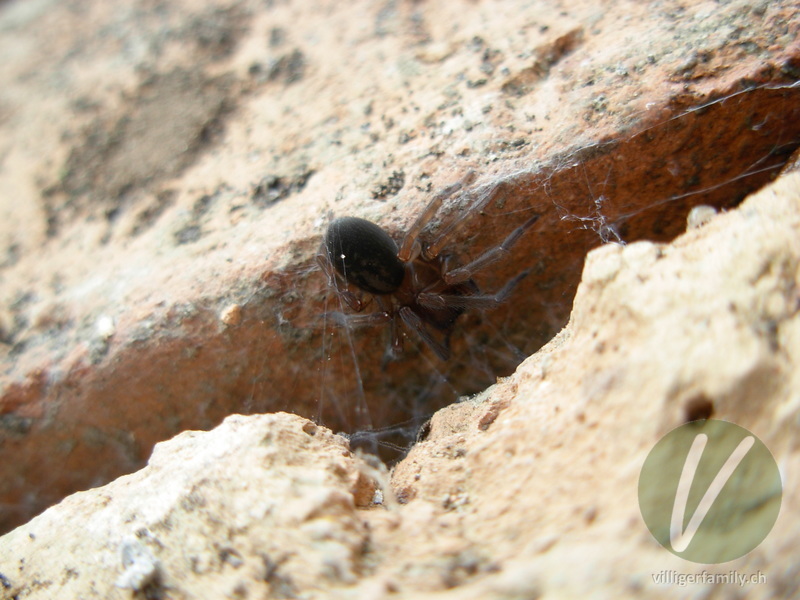 Kellerspinne: 