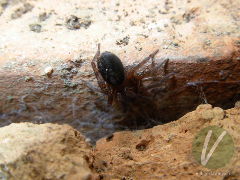 Kellerspinne: 