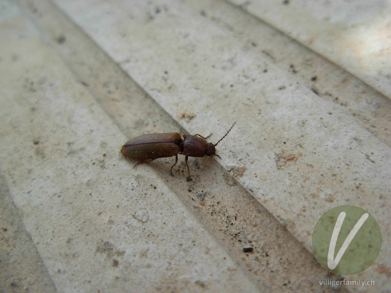 Rotbauchiger Laubschnellkäfer: 