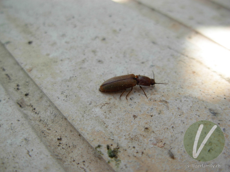 Rotbauchiger Laubschnellkäfer: 