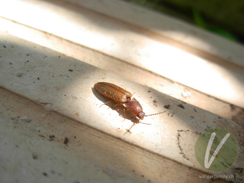 Rotbauchiger Laubschnellkäfer: 