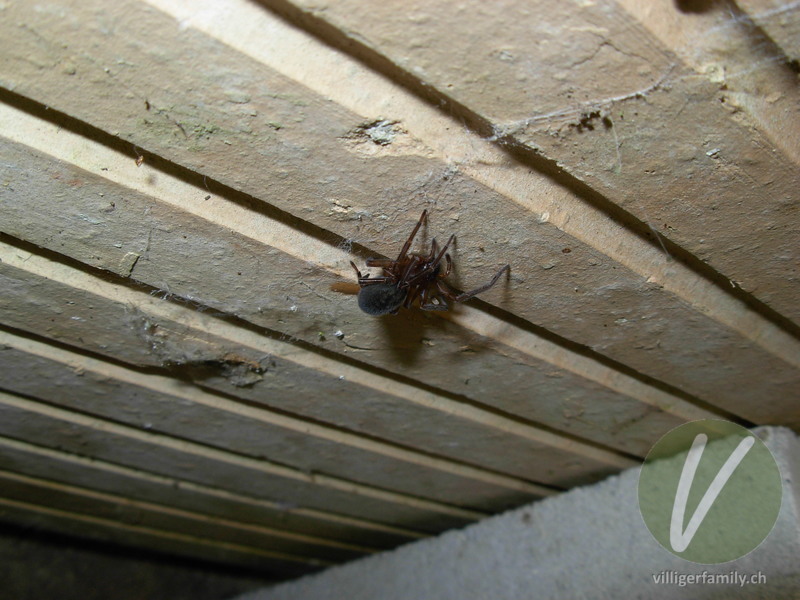 Kellerspinne: 