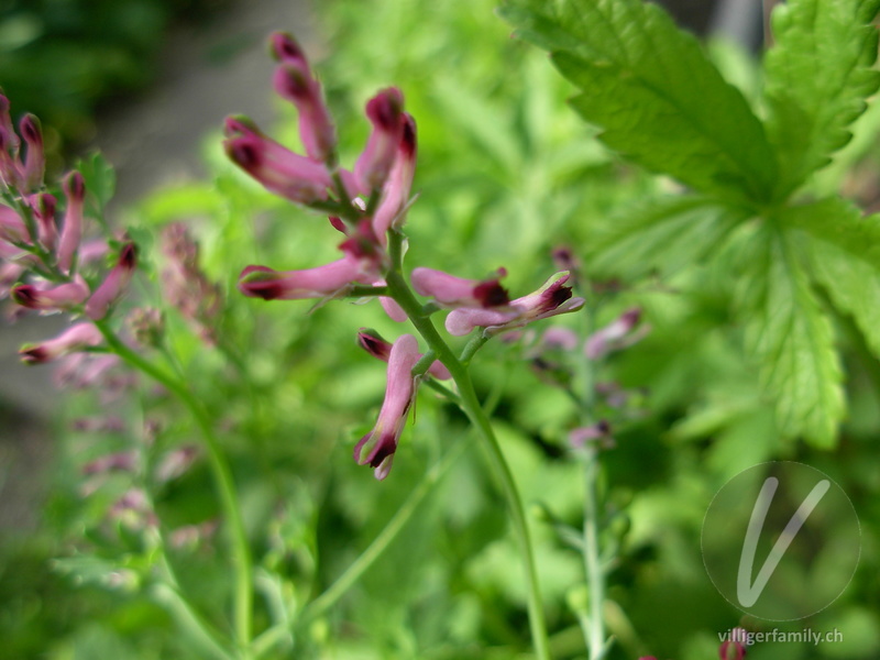 Wirtgens Erdrauch: Blüten