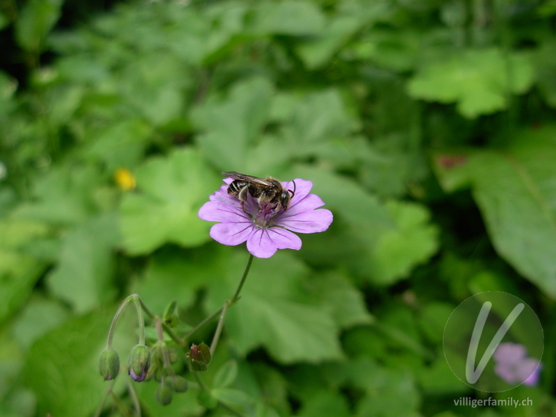 Winzige Furchenbiene: 
