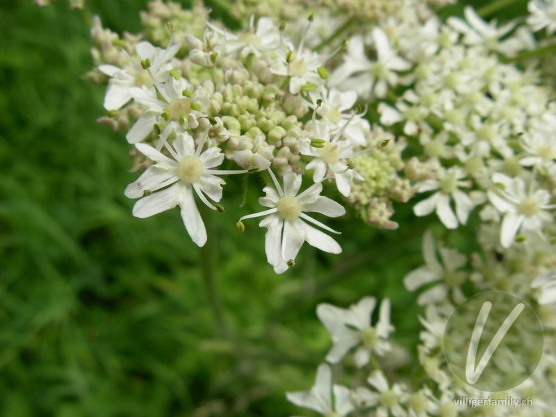 Gewöhnlicher Wiesen-Bärenklau: Blüten