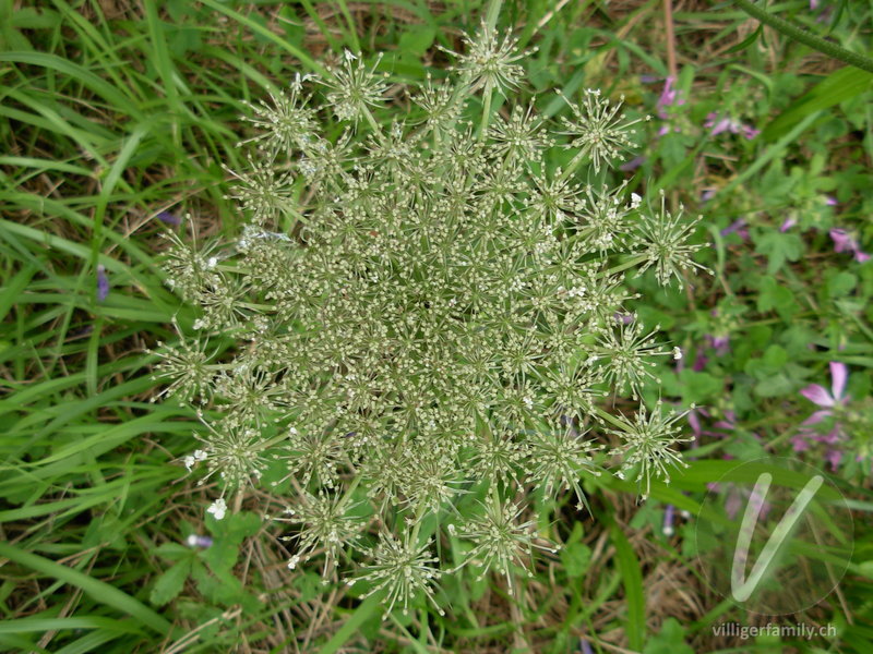 Wilde Möhre: Blüten