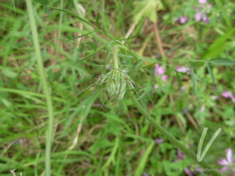 Wilde Möhre: Blüten