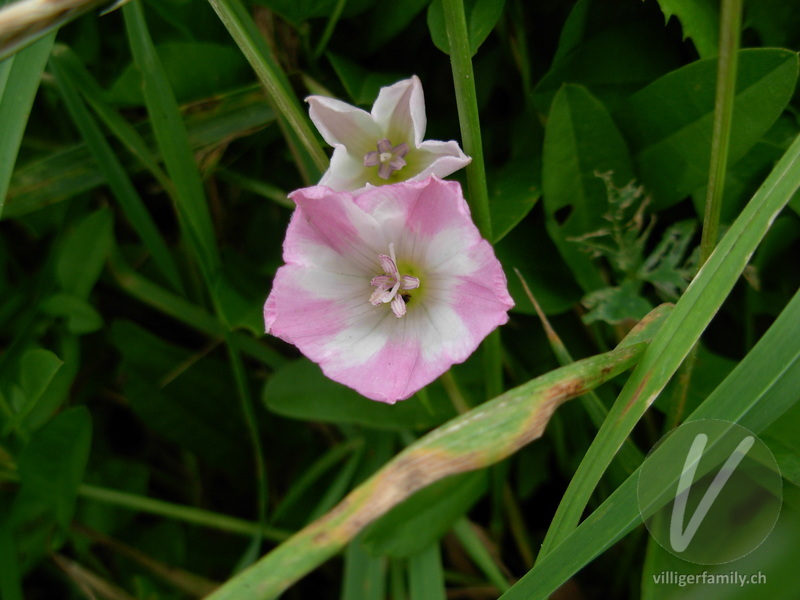 Acker-Winde: Blüten
