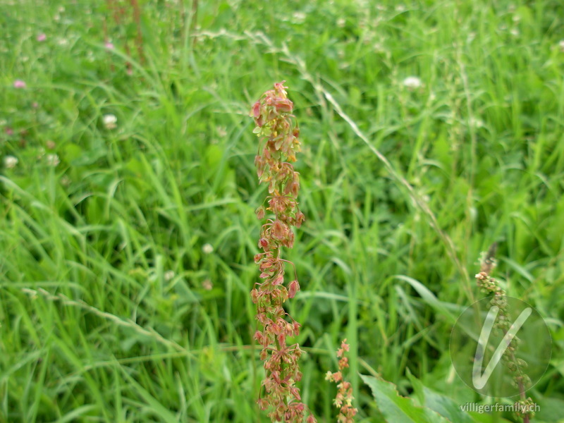 Krauser Ampfer: Blüten