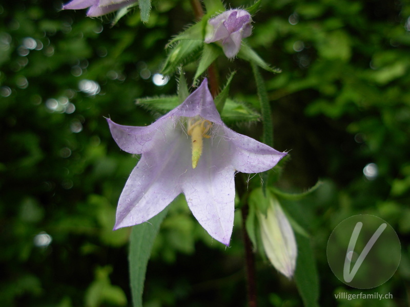 Nesselblättrige Glockenblume: Blüten