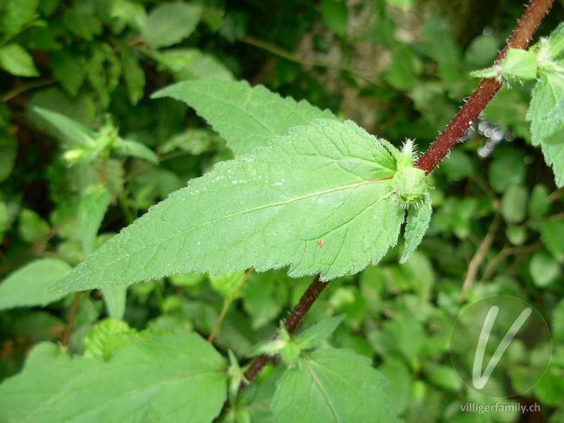 Nesselblättrige Glockenblume: Blätter, Stengel
