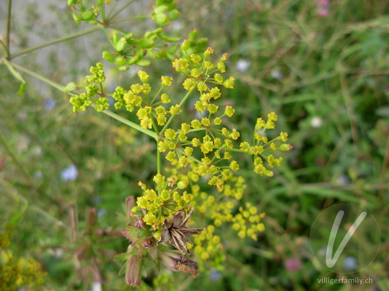 Gewöhnlicher Pastinak: Blüten