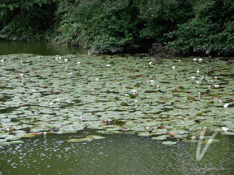 Weisse Seerose: Gesamtbild