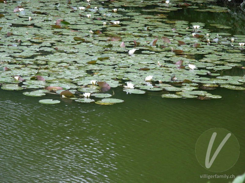 Weisse Seerose: Gesamtbild