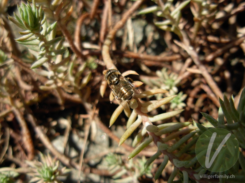 Miltogramma taeniatum: 