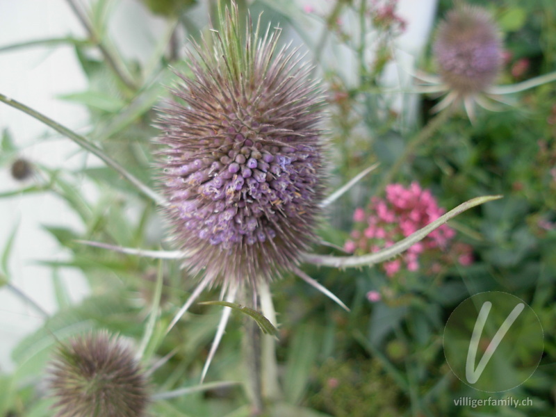 Wilde Karde: Blüten