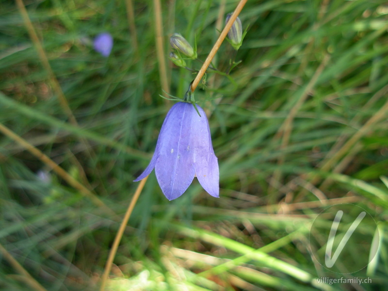 Rundblättrige Glockenblume: Blüten