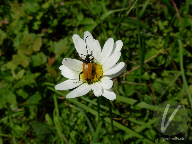 Schwarzspitziger Halsbock: 