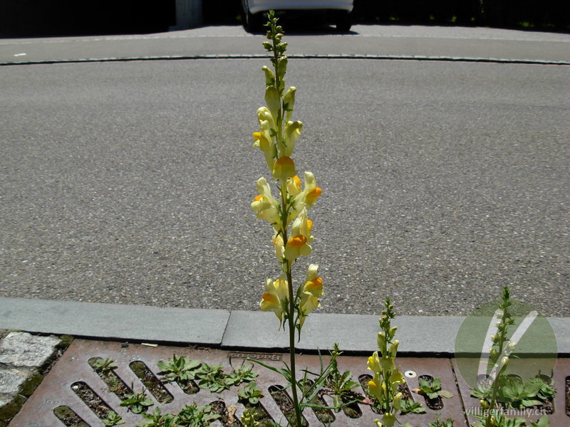 Gemeines Leinkraut: Blüten, Gesamtbild