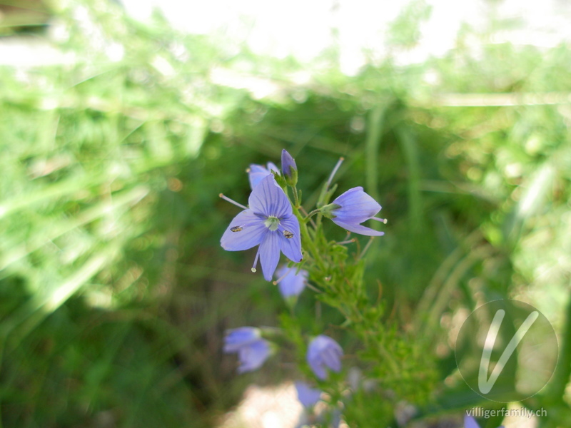 Grosser Ehrenpreis: Blüten