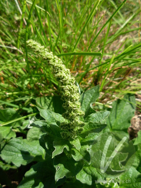 Guter Heinrich: Gesamtbild, Blüten