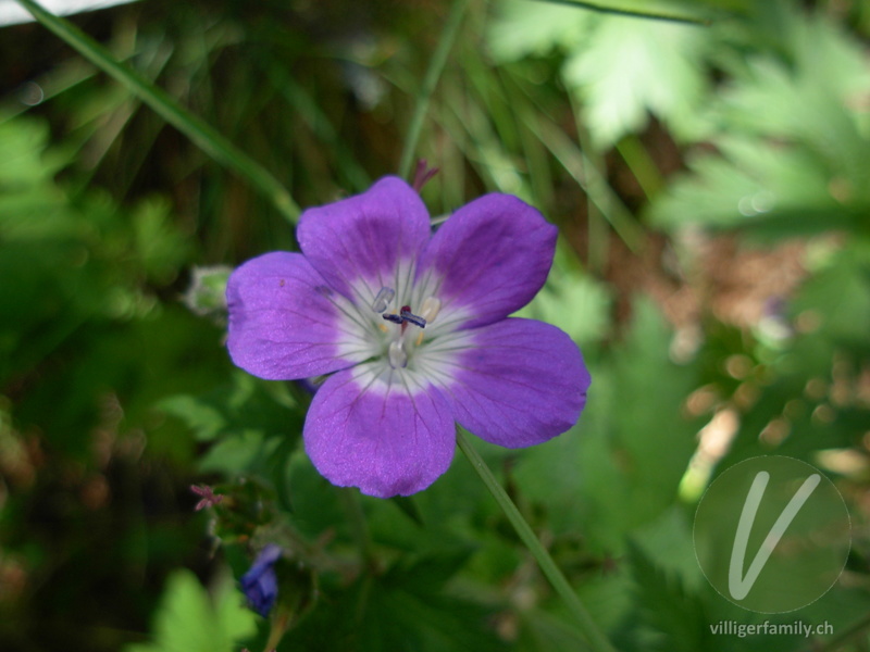 Wald-Storchschnabel: Blüten
