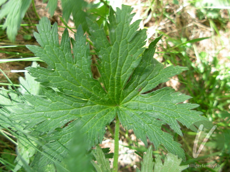 Wald-Storchschnabel: Blätter