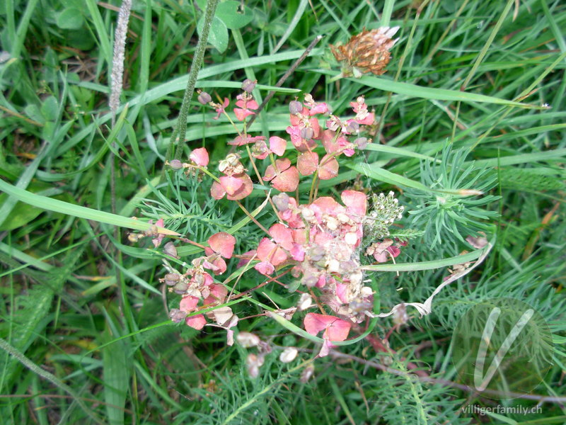 Zypressenblättrige Wolfsmilch: Blüten