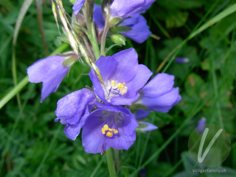 Himmelsleiter: Blüten